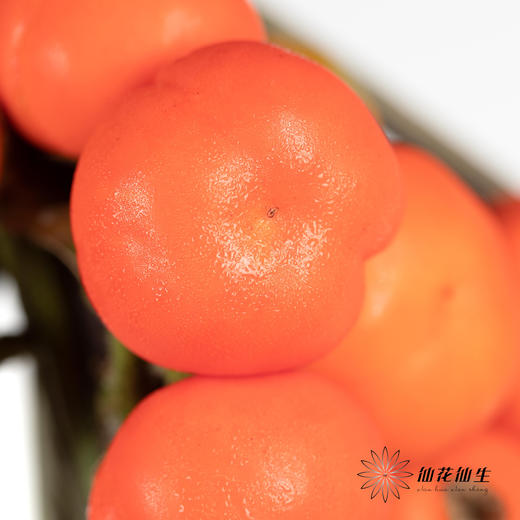 配果 | 小南瓜【易掉果，不售后】 商品图1