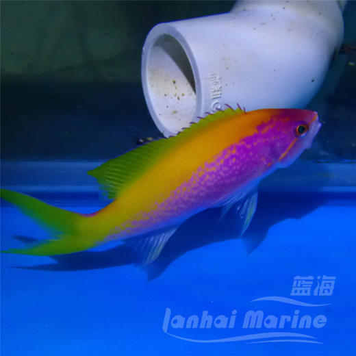 马代金背宝石 商品图6