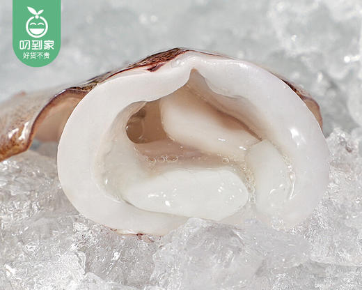 本港拖网鱿鱼（冰鲜）/1份（7-11条，共约400g） 商品图4