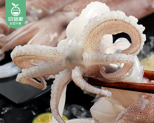 本港拖网鱿鱼（冰鲜）/1份（7-11条，共约400g） 商品图5