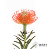 国产花材 | 针垫继承者 商品缩略图4