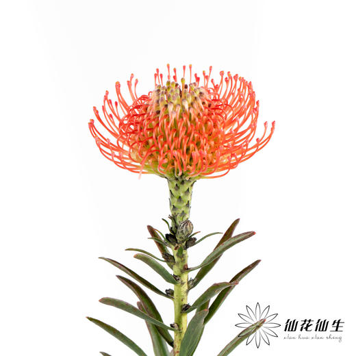 国产花材 | 针垫继承者 商品图4