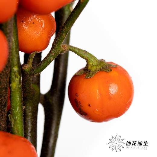 配果 | 小南瓜【易掉果，不售后】 商品图2