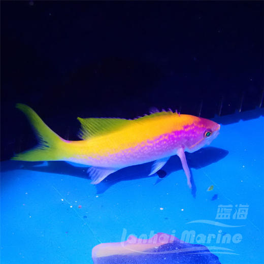 马代金背宝石 商品图3