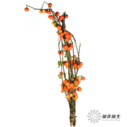 配果 | 小南瓜【易掉果，不售后】 商品图3