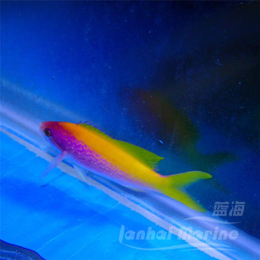 马代金背宝石 商品图4