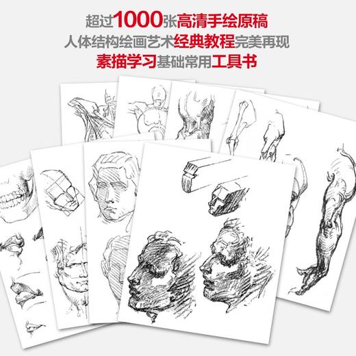 (仓发) 乔治·伯里曼人体结构绘画教程（西方人体结构艺术圣经，绘画学习工具书！随书附赠超1000张高清手绘原稿电子版，中央美术学院老师倾力翻译！）/化学/9787122374424 商品图2