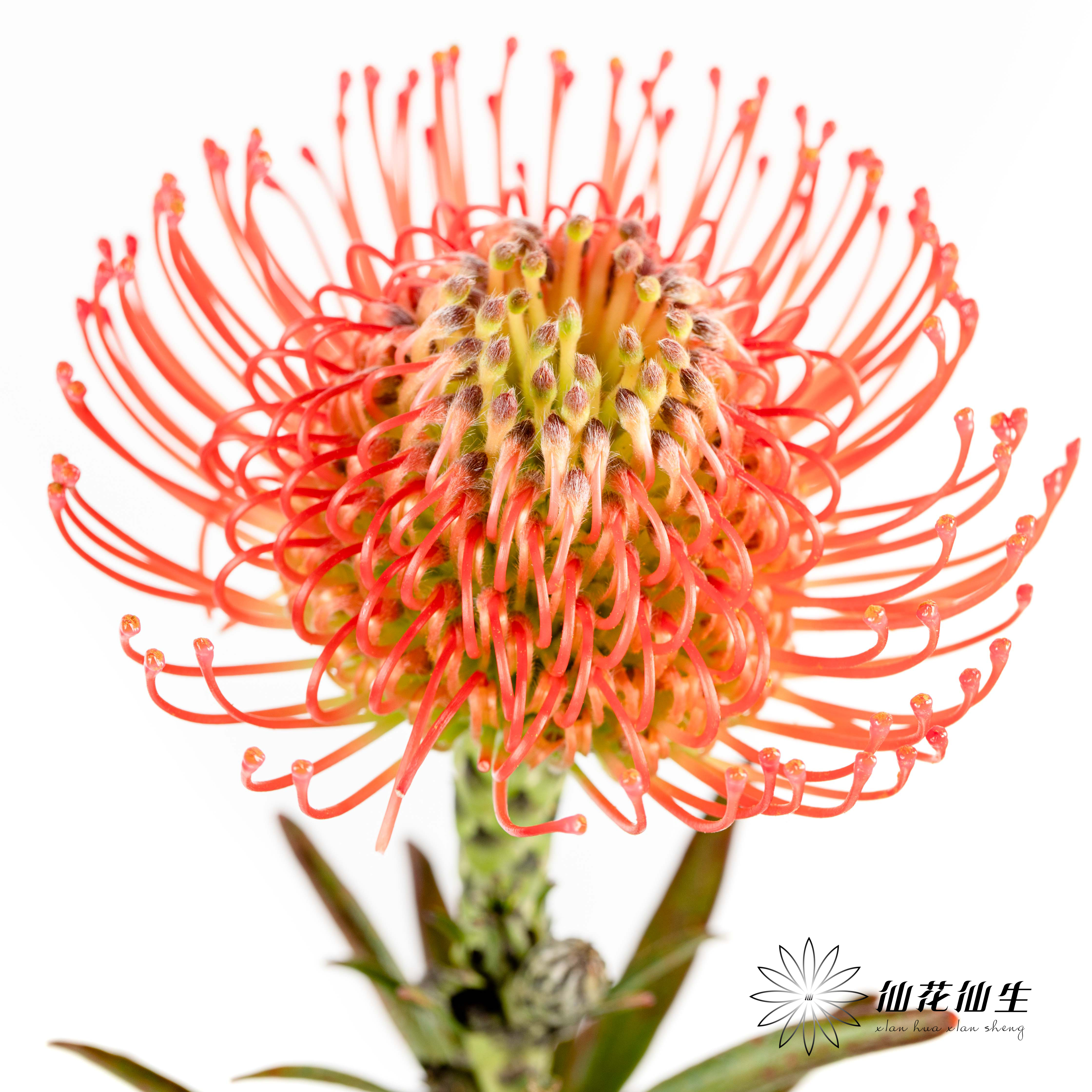 国产花材 | 针垫继承者