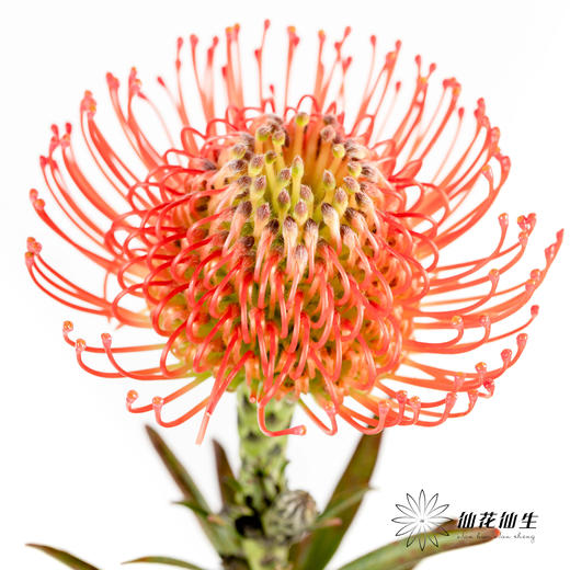 国产花材 | 针垫继承者 商品图0