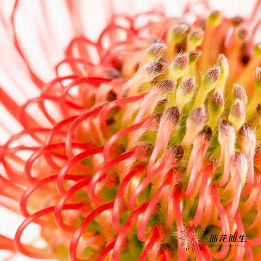 国产花材 | 针垫继承者 商品图6