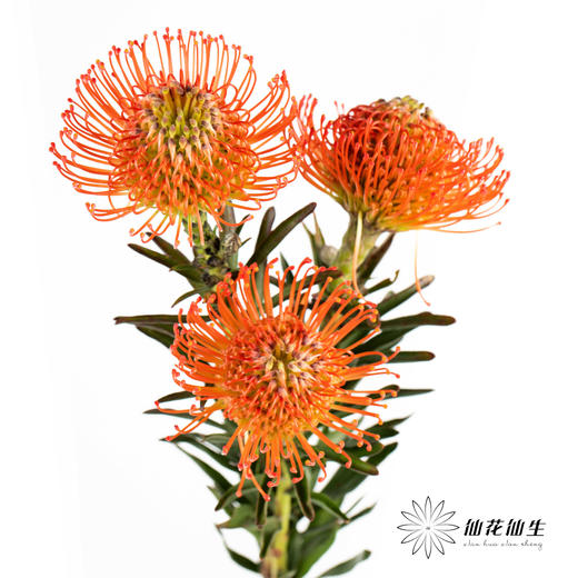 国产花材 | 针垫继承者 商品图3