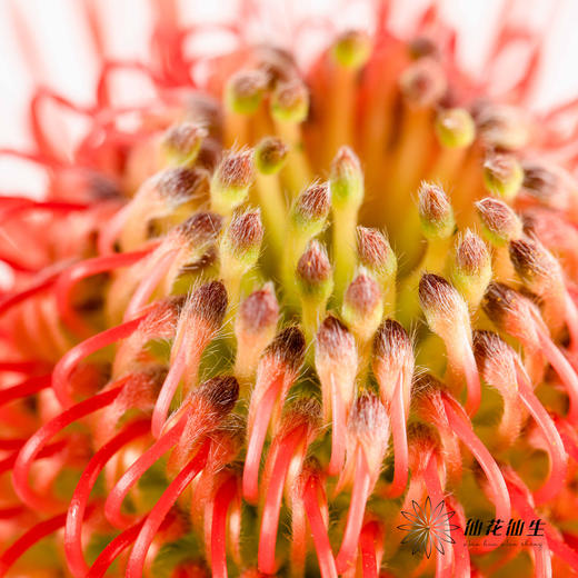 国产花材 | 针垫继承者 商品图5