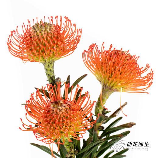 国产花材 | 针垫继承者 商品图2