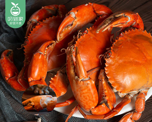 【叼鲜】鲜活红树林燕母鲟/1只（150-200g） 商品图2