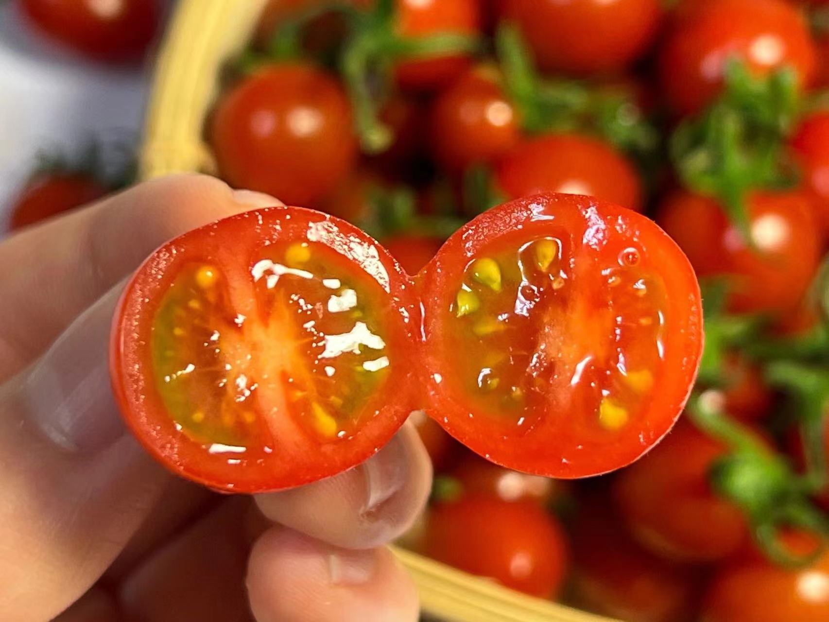 釜山88玲珑小番茄一口爆汁好吃停不下来皮薄多汁脆甜爽口番茄味道浓郁