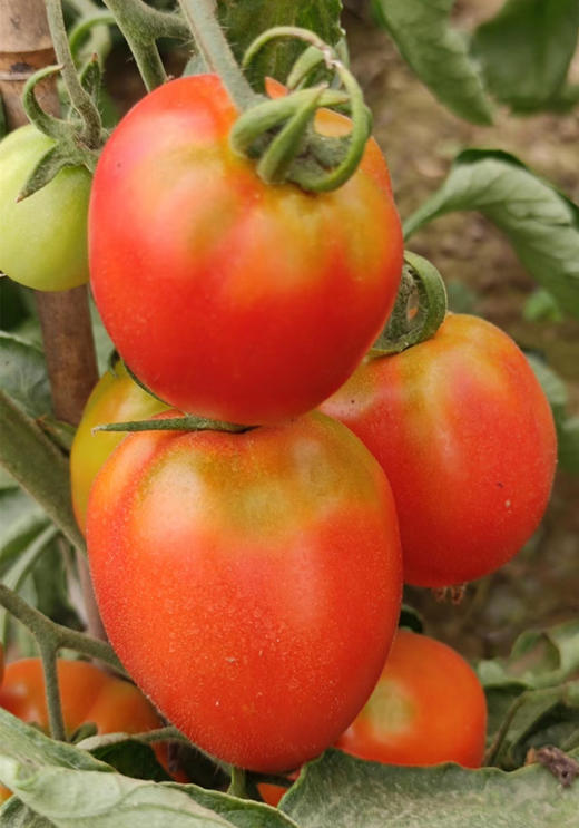 【农场发货】六里地现采西红柿500g 商品图1