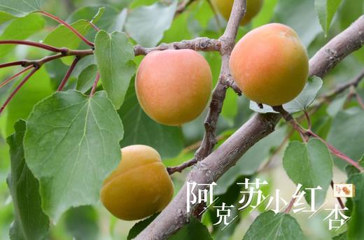 新疆小红杏 一杏两吃 多规格   肉糯汁浓 耐放 商品图3