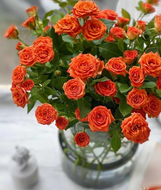 橙色芭比（两枝） 商品图1