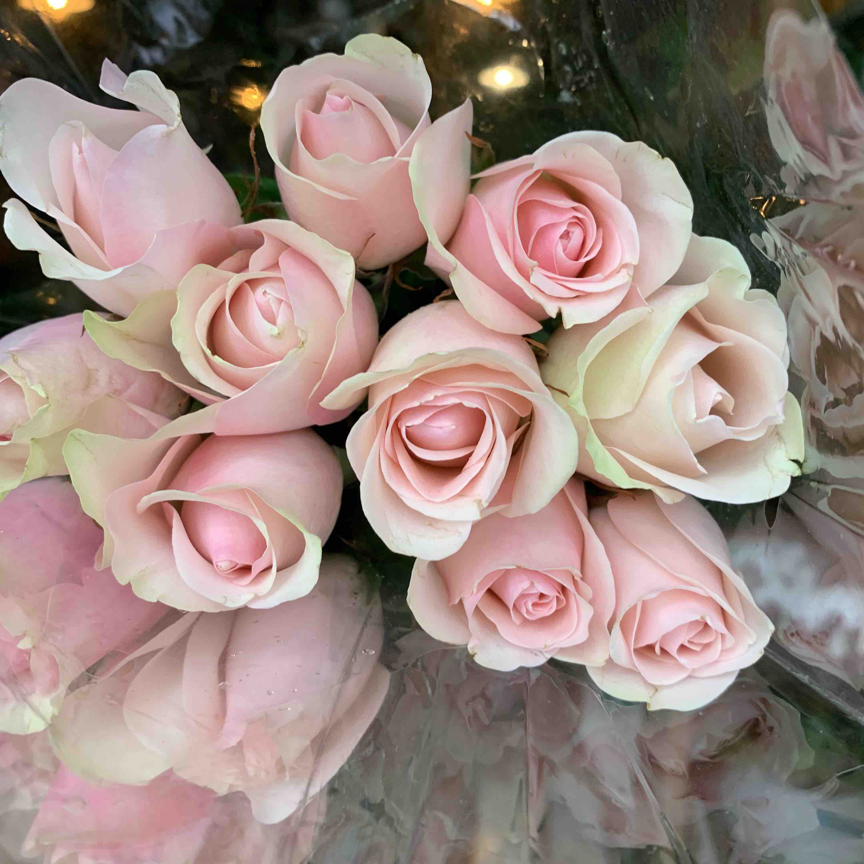 品牌玫瑰林奇美人粉色玫瑰一扎10支