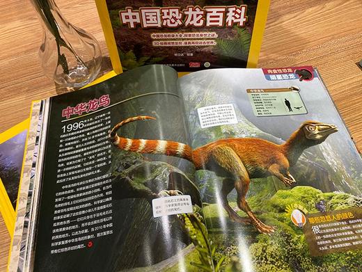 (仓发) 中国恐龙百科/江苏凤凰美术出版社/邢立达/9787558078729 商品图5