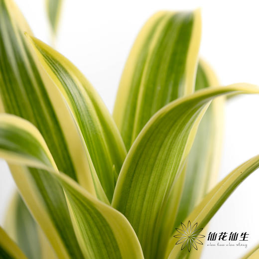 日本花材 | 金边百合竹 商品图3