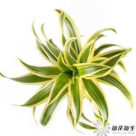 日本花材 | 金边百合竹