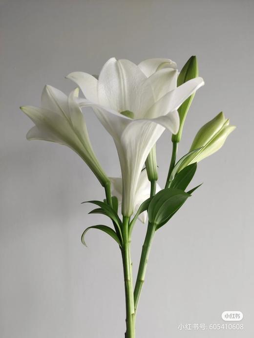 百合铁炮白色大号两头 商品图2