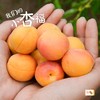 新疆小红杏 一杏两吃 多规格   肉糯汁浓 耐放 商品缩略图0