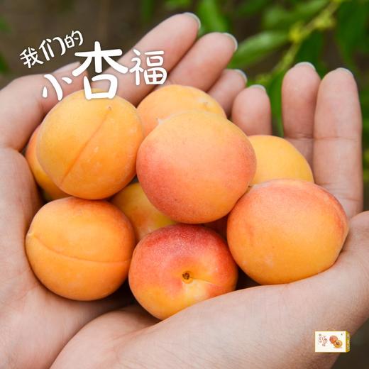 新疆小红杏 一杏两吃 多规格   肉糯汁浓 耐放 商品图0