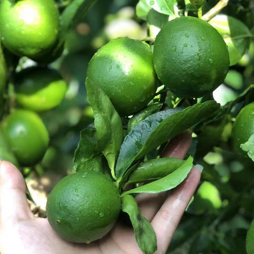 【云南好物】塔希提无籽青柠檬  1斤/2斤 商品图4