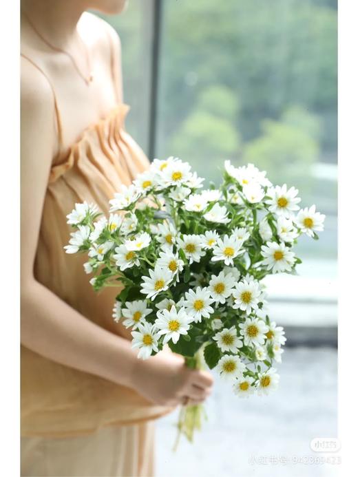 迷你菊 白色 商品图1