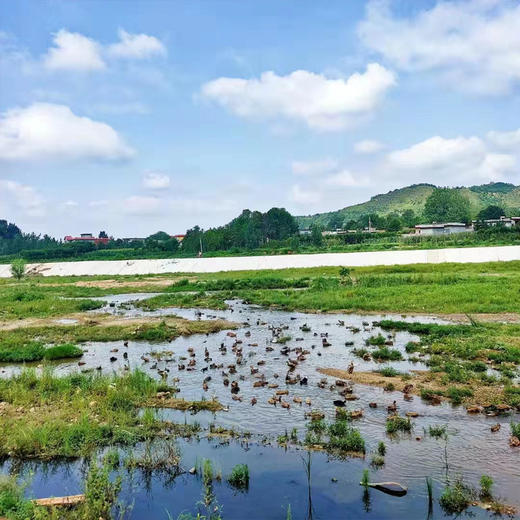 有机艾草土鸭蛋（鲜蛋）20枚/盒 商品图6