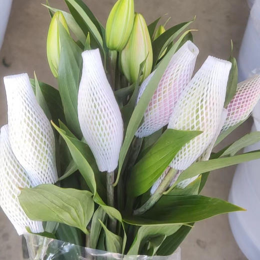 重瓣百合.红丝带 商品图1