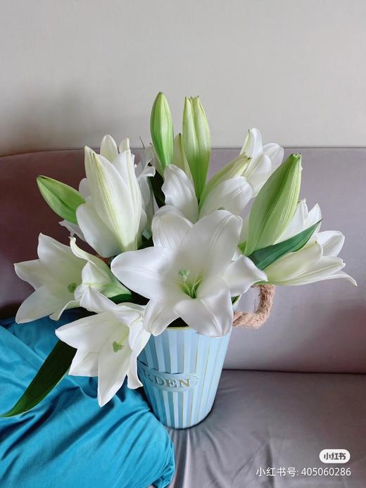 百合铁炮白色大号两头 商品图1