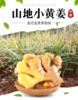【2罐装更优惠】有机小黄姜纯粉  四季常备佳品 姜粉 商品缩略图1