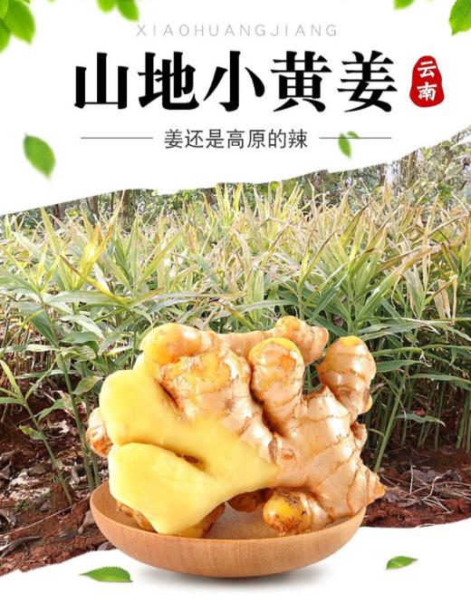 【2罐装更优惠】有机小黄姜纯粉  四季常备佳品 姜粉 商品图1