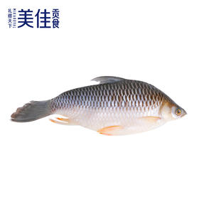 美佳贡食 | 竹盐醒皇帝鱼700g-900g