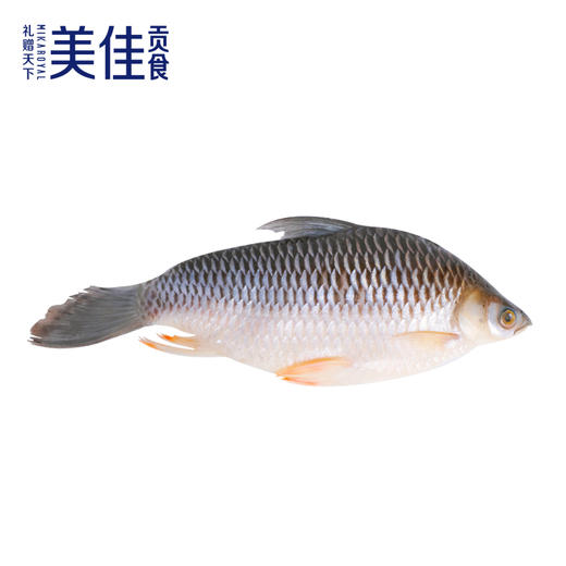 美佳贡食 | 竹盐醒皇帝鱼700g-900g 商品图0
