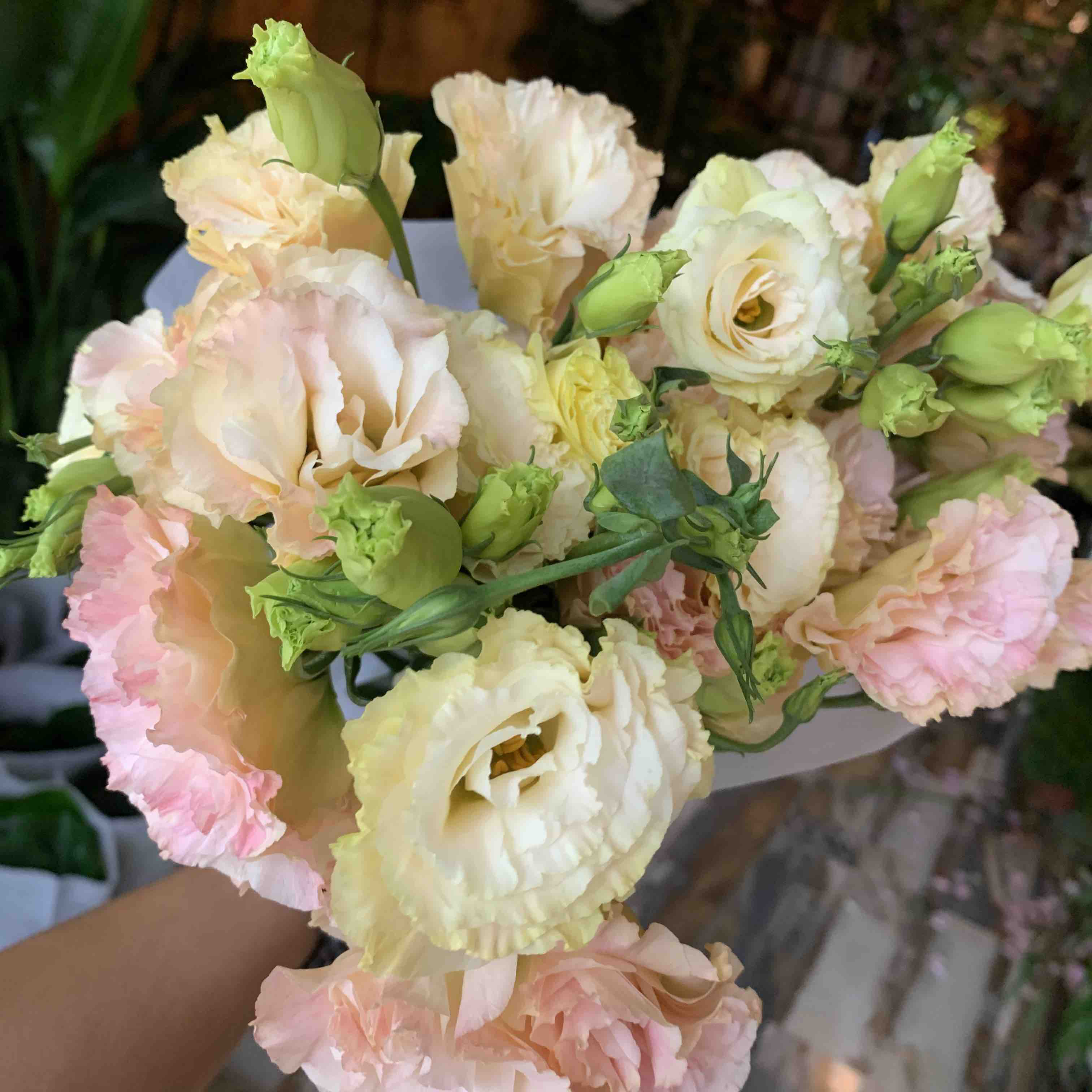 新香槟色洋桔梗享受会员价