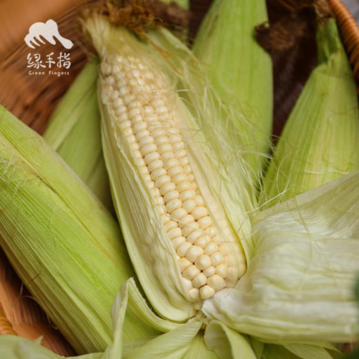 生态白糯玉米 | 合作生产* Ecological Waxy Corn | Coproduction 商品图0