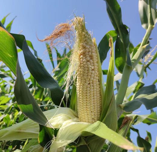 生态白糯玉米 | 合作生产* Ecological Waxy Corn | Coproduction 商品图5