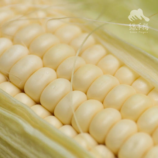 生态白糯玉米 | 合作生产* Ecological Waxy Corn | Coproduction 商品图4