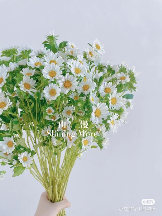 迷你菊 白色 商品图0