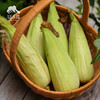 生态白糯玉米 | 合作生产* Ecological Waxy Corn | Coproduction 商品缩略图6