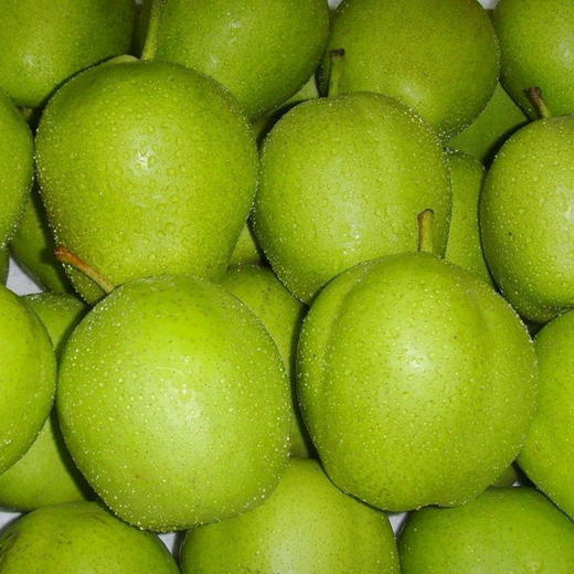 陕西青皮早酥梨新鲜水果5斤9斤包邮现摘现发皮薄肉厚味甜微酸