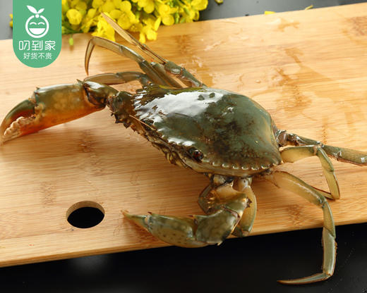 【叼鲜】鲜活红树林燕母鲟/1只（150-200g） 商品图1