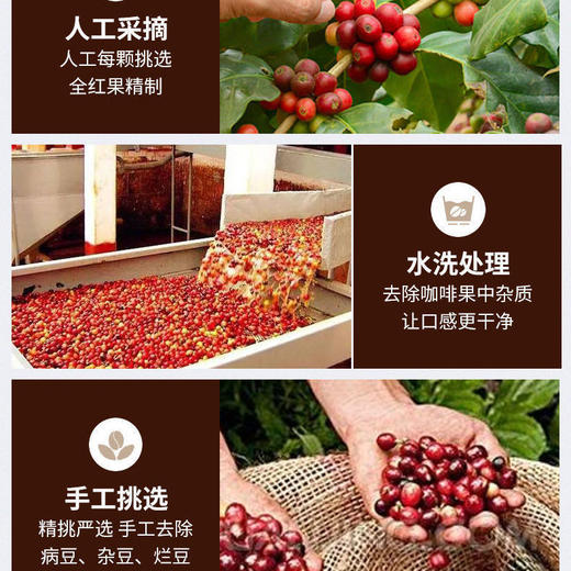 【食品酒水】日内新鲜烘焙云南小粒咖啡豆克可现磨蓝山黑咖啡粉纯咖啡烘焙 商品图1