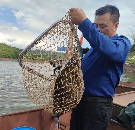 有机桂花鱼（临期7折） | 合作生产 * Eco- Dace | Coproduction 商品图2