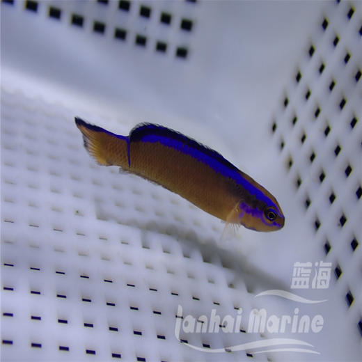 人工丝绒龙 商品图1