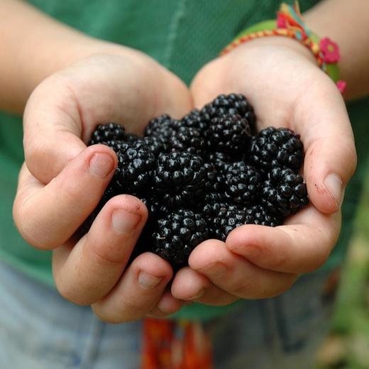 新疆黑桑葚干 500g/袋 商品图0